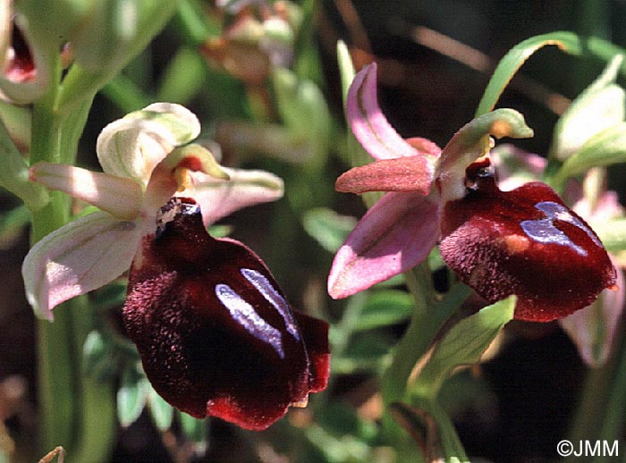 Ophrys ferrum-equinum