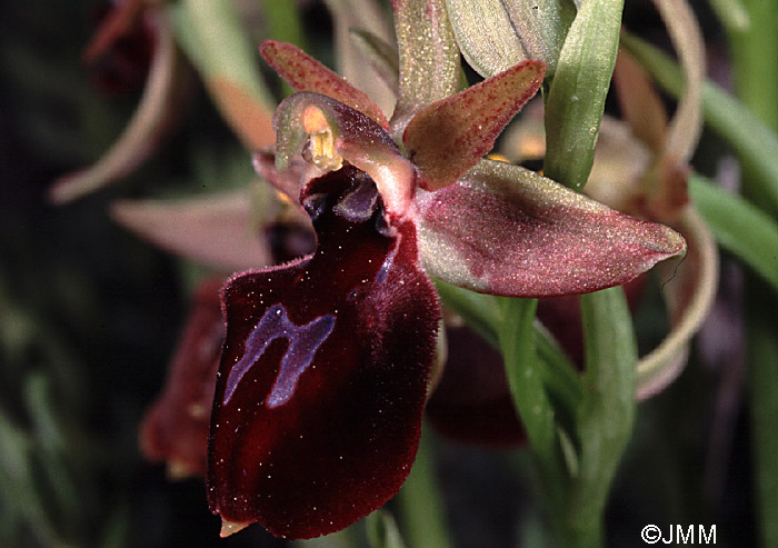 Ophrys ferrum-equinum x mammosa