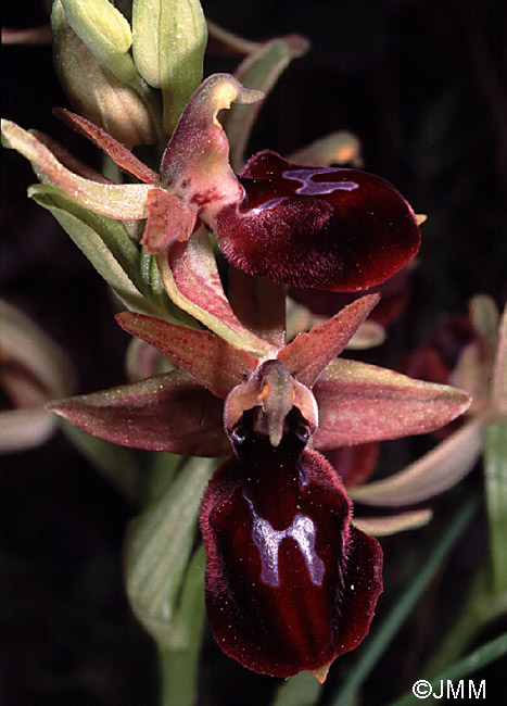 Ophrys ferrum-equinum x mammosa