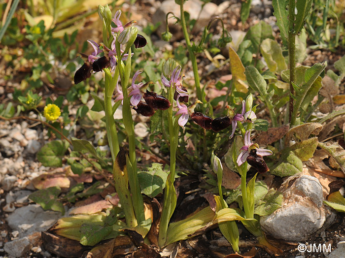 Ophrys ferrum-equinum