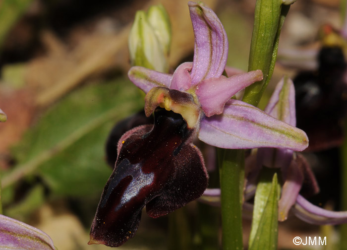 Ophrys ferrum-equinum