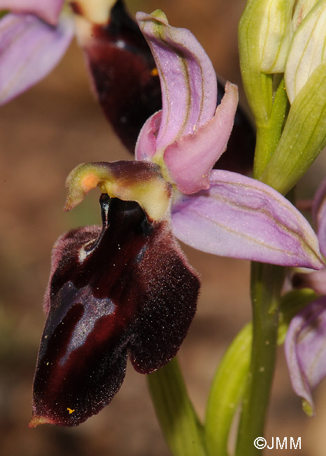 Ophrys ferrum-equinum