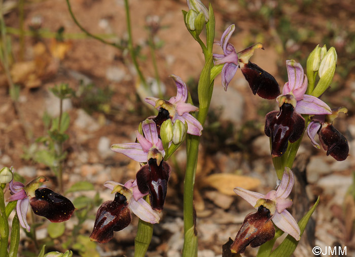 Ophrys ferrum-equinum