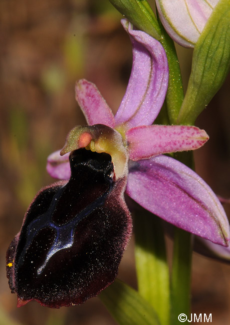 Ophrys ferrum-equinum