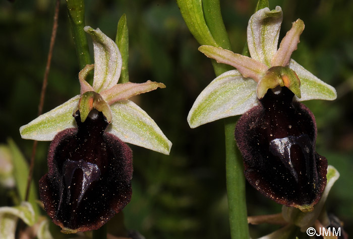 Ophrys ferrum-equinum