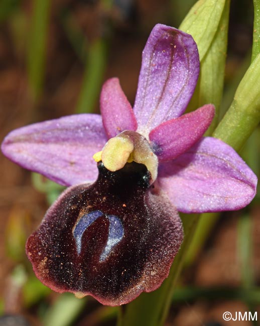 Ophrys ferrum-equinum var. minor