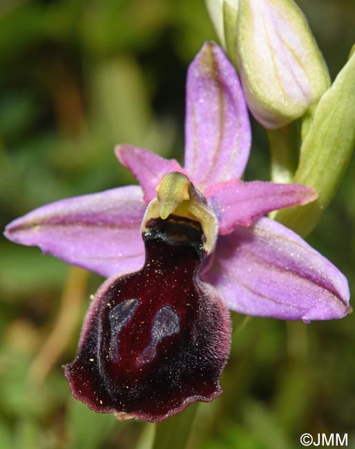 Ophrys ferrum-equinum var. minor
