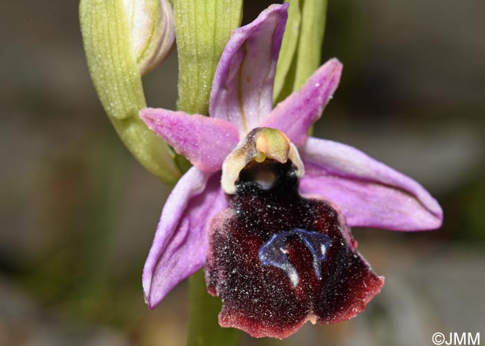 Ophrys ferrum-equinum var. minor