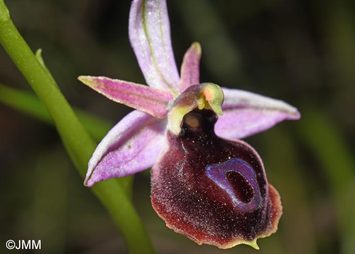 Ophrys ferrum-equinum var. minor