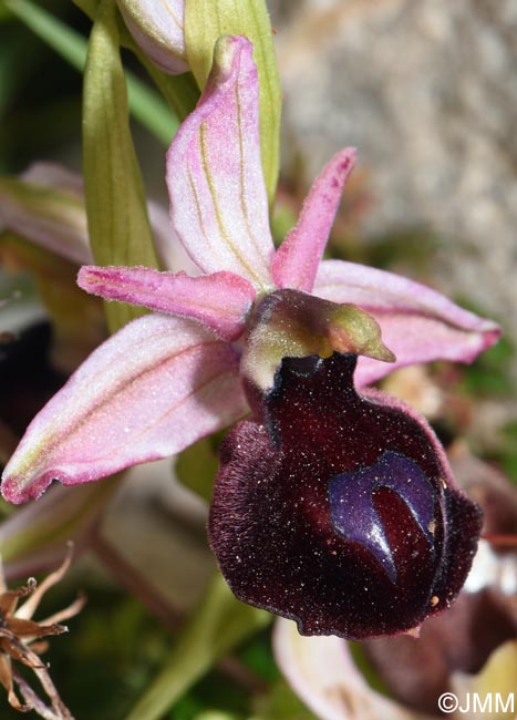 Ophrys ferrum-equinum var. minor