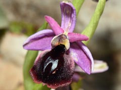 Ophrys ferrum-equinum var minor