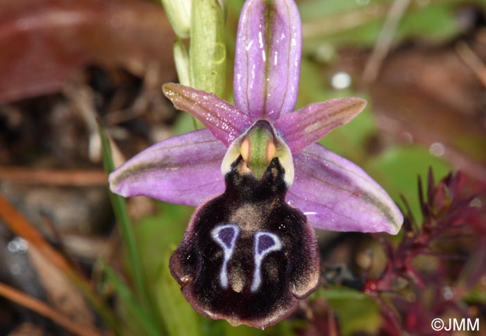 Ophrys ferrum-equinum x Ophrys reinholdii