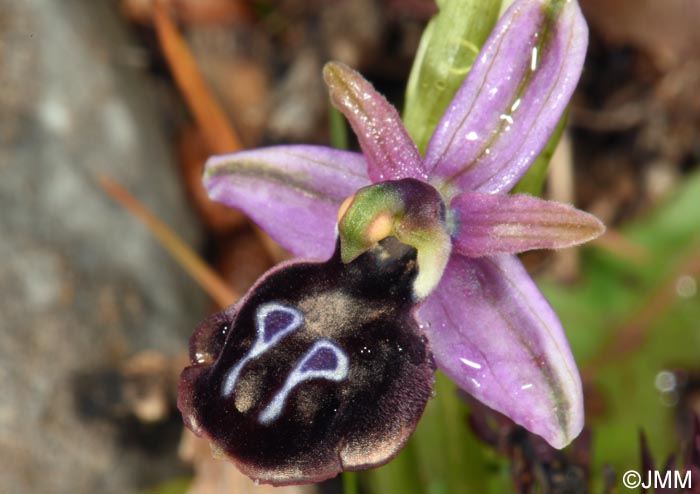 Ophrys ferrum-equinum x Ophrys reinholdii