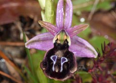 Ophrys ferrum-equinum x Ophrys reinholdii 