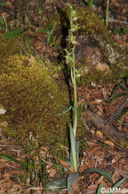 Ophrys hebes