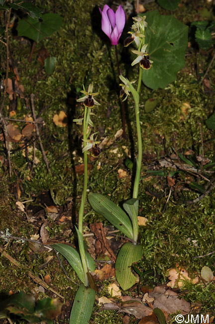 Ophrys hebes