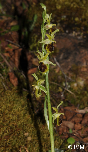 Ophrys hebes