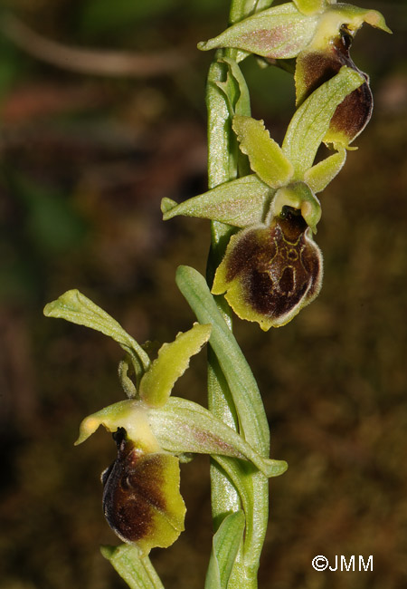 Ophrys hebes