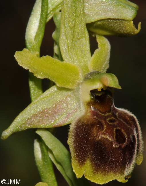 Ophrys hebes