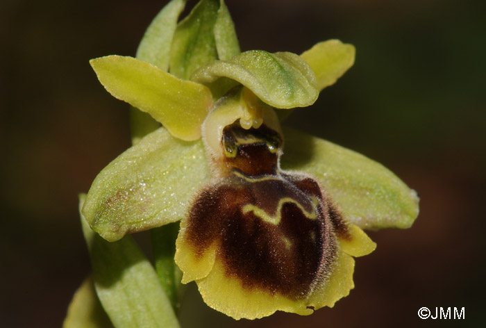 Ophrys hebes