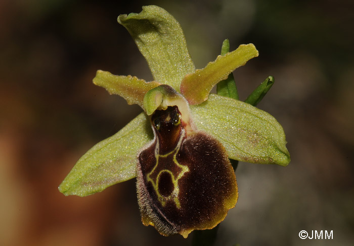 Ophrys hebes