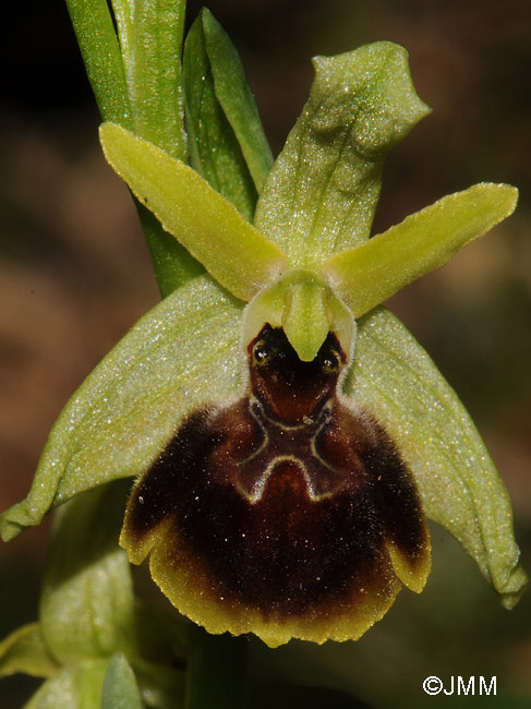 Ophrys hebes