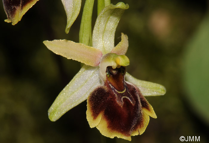 Ophrys hebes