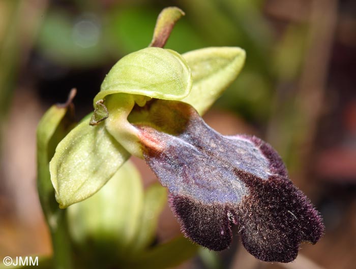 Ophrys iricolor