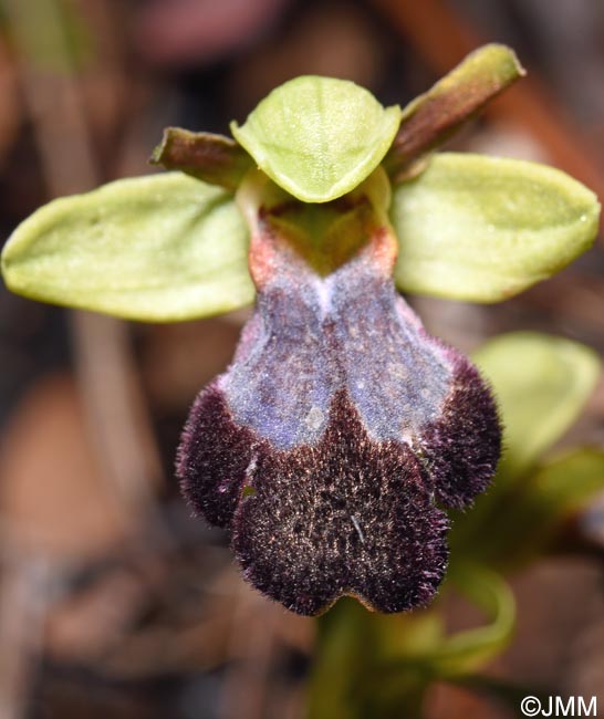 Ophrys iricolor