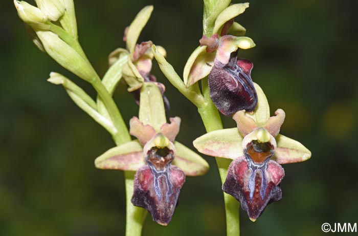 Ophrys herae f. janrenzii = Ophrys janrenzii