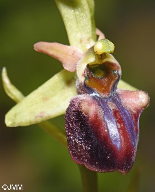 Ophrys herae f. janrenzii = Ophrys janrenzii