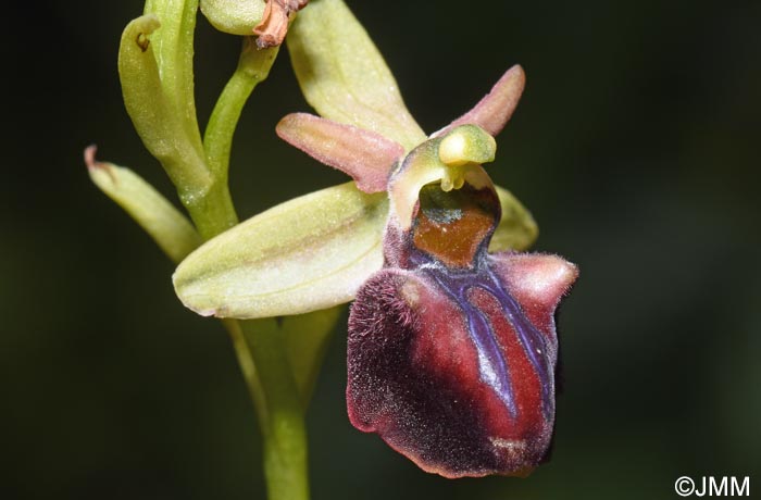 Ophrys herae f. janrenzii = Ophrys janrenzii