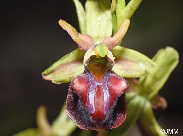 Ophrys herae f. janrenzii = Ophrys janrenzii