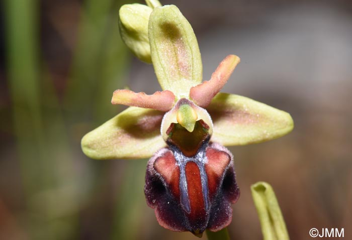 Ophrys herae f. janrenzii = Ophrys janrenzii