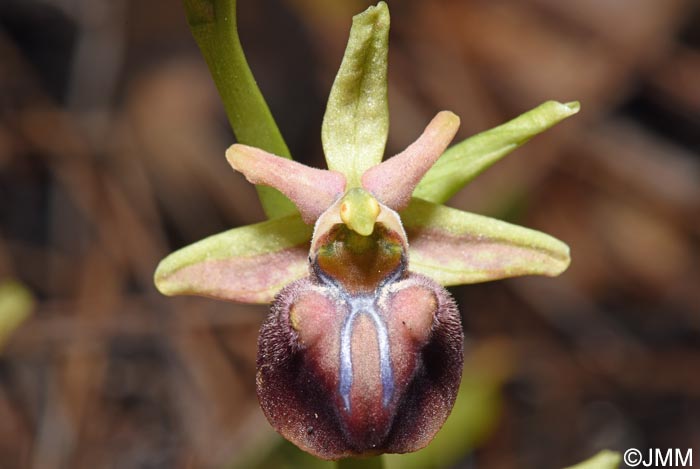 Ophrys herae f. janrenzii = Ophrys janrenzii