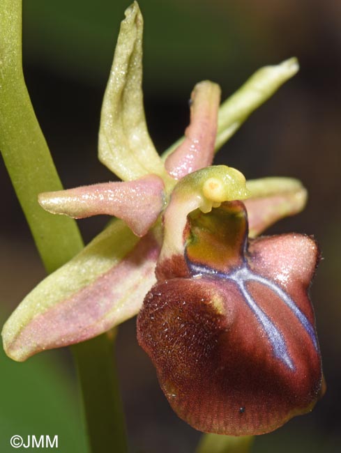 Ophrys herae f. janrenzii = Ophrys janrenzii