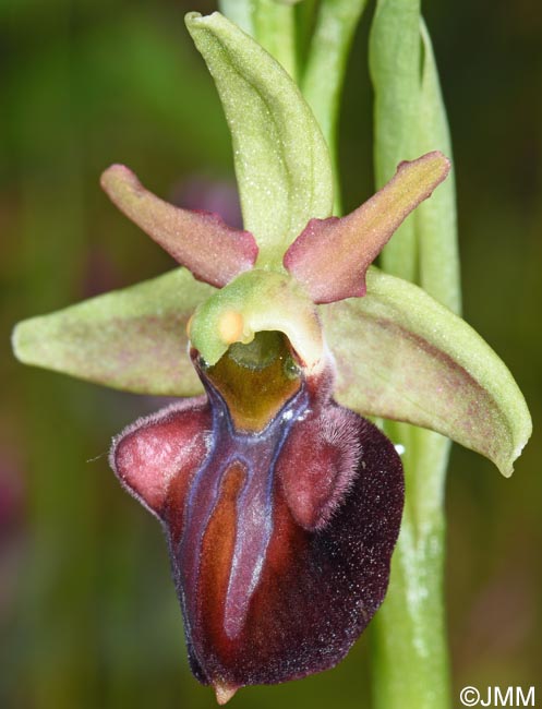 Ophrys herae f. janrenzii = Ophrys janrenzii