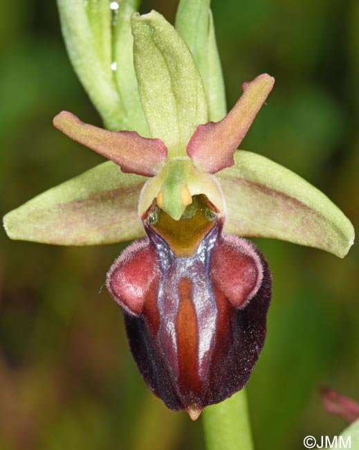 Ophrys herae f. janrenzii = Ophrys janrenzii