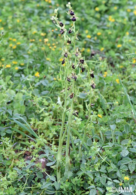 Ophrys herae f. janrenzii = Ophrys janrenzii