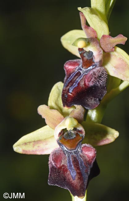 Ophrys herae f. janrenzii = Ophrys janrenzii