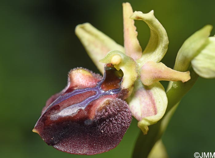 Ophrys herae f. janrenzii = Ophrys janrenzii