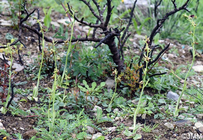 Ophrys herae f. janrenzii = Ophrys janrenzii