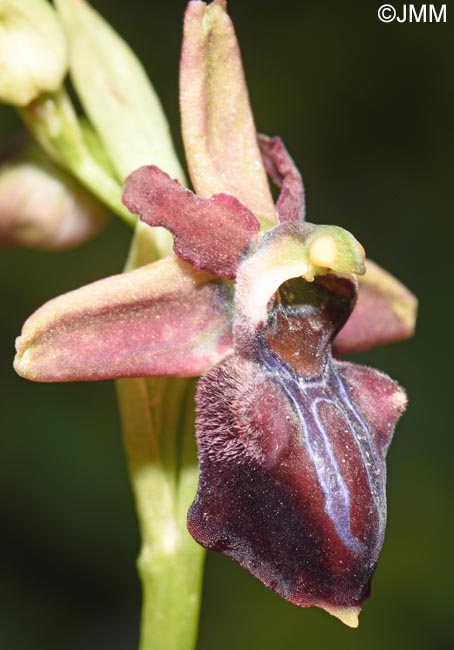 Ophrys herae f. janrenzii = Ophrys janrenzii