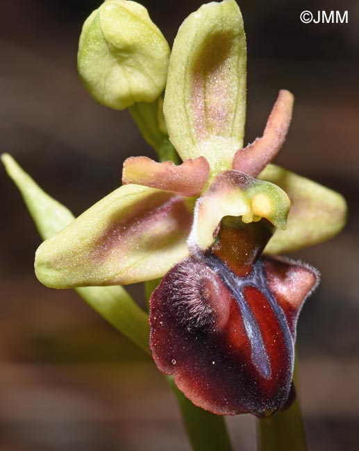 Ophrys herae f. janrenzii = Ophrys janrenzii