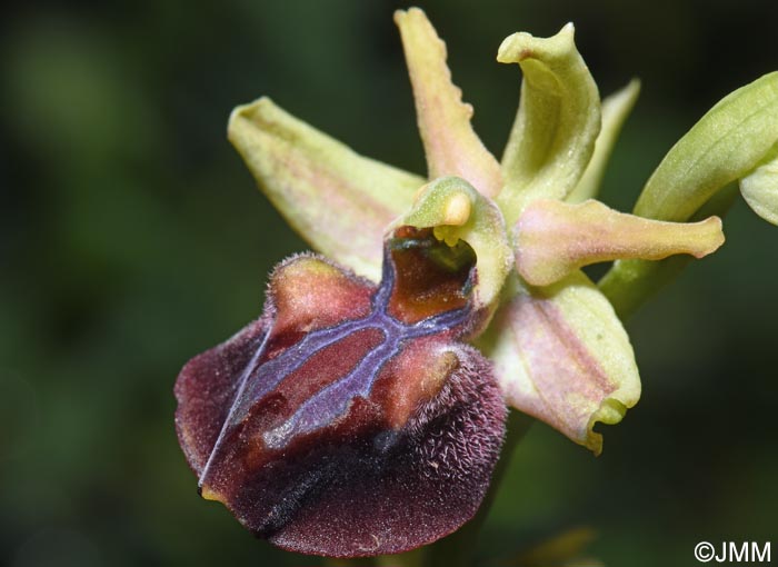 Ophrys herae f. janrenzii = Ophrys janrenzii