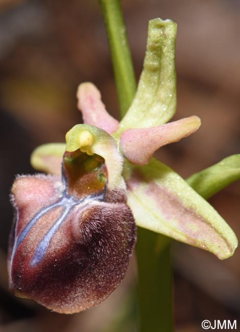 Ophrys herae f. janrenzii = Ophrys janrenzii