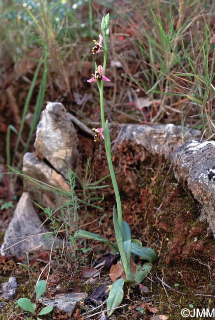 Ophrys lacaena