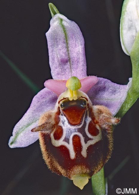 Ophrys lacaena
