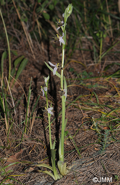 Ophrys leptomera