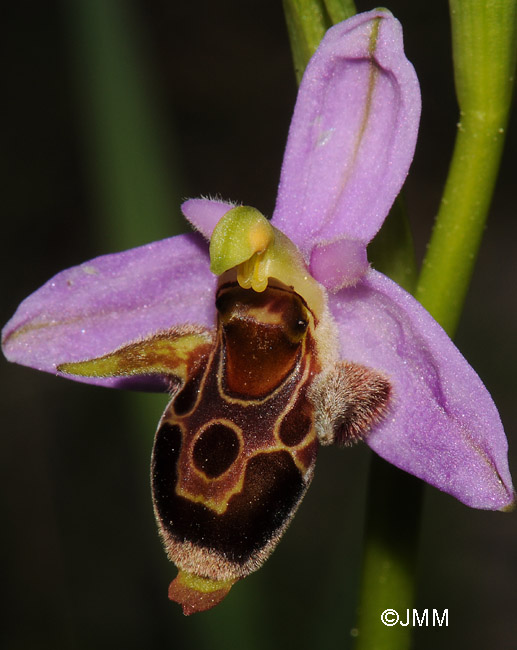 Ophrys leptomera